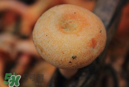重陽菌可以種植嗎？重陽菌為什么不能人工種植？