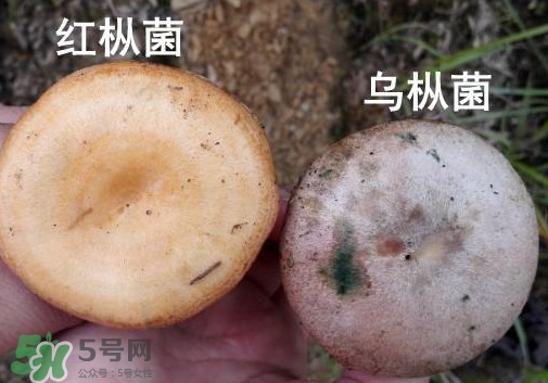 怎樣鑒別重陽菌是否有毒？重陽菌是發(fā)物嗎