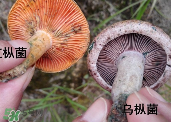 樅樹菌怎樣保存至冬季？樅樹菌能和榨菜一起吃嗎