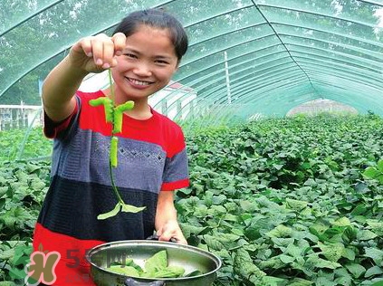 豆丹是什么？豆丹多少錢一斤？