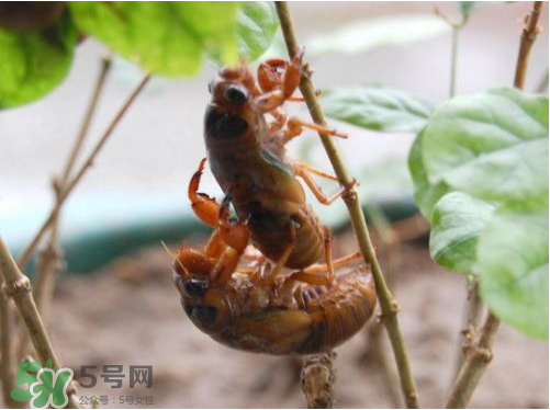 知了猴可以人工養(yǎng)殖嗎？知了猴怎么養(yǎng)殖？