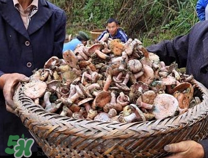 重陽菌孕婦可以吃嗎？重陽菌怎樣保存才新鮮