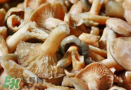 怎樣鑒別重陽菌是否有毒？重陽菌是發(fā)物嗎