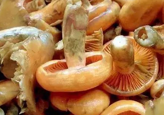 樅樹菌不能與什么同食？樅樹菌不能和什么一起吃