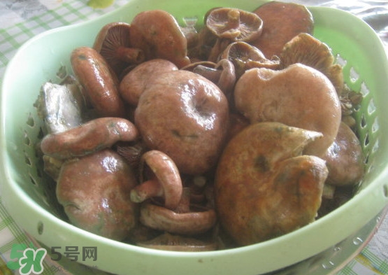重陽菌多少錢一斤？重陽菌怎么清洗