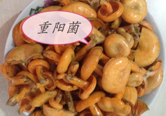 重陽菌多少錢一斤？重陽菌怎么清洗
