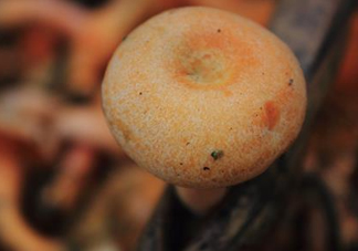 重陽菌可以種植嗎？重陽菌為什么不能人工種植？
