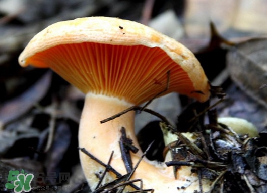 樅樹(shù)菌有毒嗎？樅樹(shù)菌怎么做好吃？