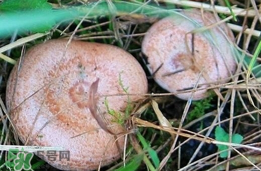 重陽菌多少錢一斤？重陽菌怎么清洗