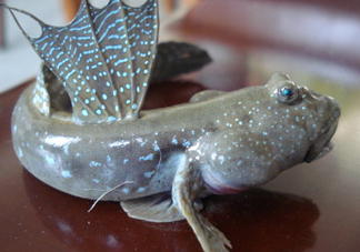 彈涂魚是兩棲動(dòng)物嗎？彈涂魚營養(yǎng)價(jià)值有哪些