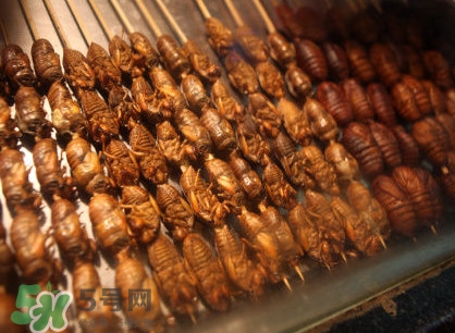 蟬蛹吃什么部位？蟬蛹都有哪些營養(yǎng)價值