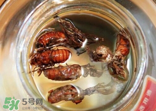 知了猴可以泡酒嗎？金蟬可以泡酒嗎？