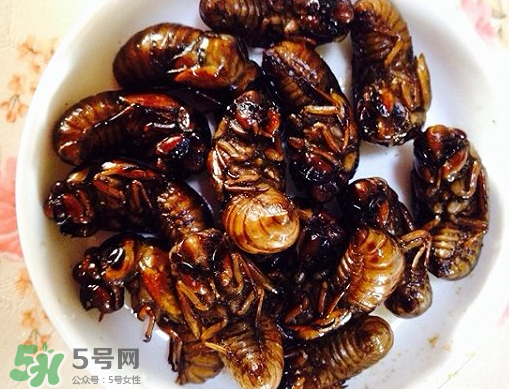 知了猴可以泡酒嗎？金蟬可以泡酒嗎？