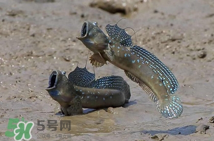 跳跳魚是什么魚？跳跳魚是不是泥鰍