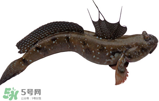 跳跳魚(yú)多少錢(qián)一斤？跳跳魚(yú)是淡水魚(yú)嗎？