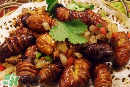 蟬蛹多少錢一斤？野生蟬蛹多少錢一斤
