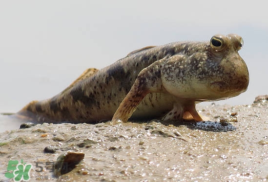 跳跳魚是什么魚？跳跳魚是不是泥鰍