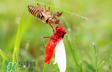 蟬蛹能吃嗎？蟬蛹怎么做好吃