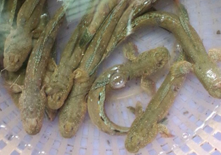 彈涂魚多少錢一斤？彈涂魚有毒嗎