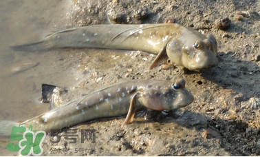 彈涂魚是兩棲動物嗎？彈涂魚營養(yǎng)價值有哪些