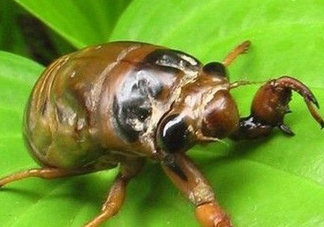 幼蟬猴多少錢一斤？幼蟬猴幾月份有