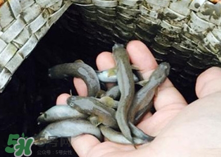跳跳魚刺多嗎？跳跳魚小孩可以吃嗎