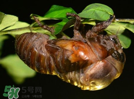 水煮蟬蛹怎么做？蟬蛹煮多久可以熟？