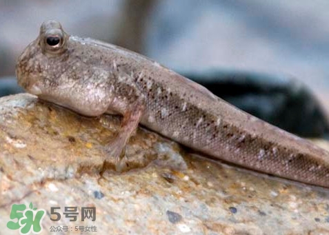 跳跳魚是什么魚？跳跳魚是不是泥鰍