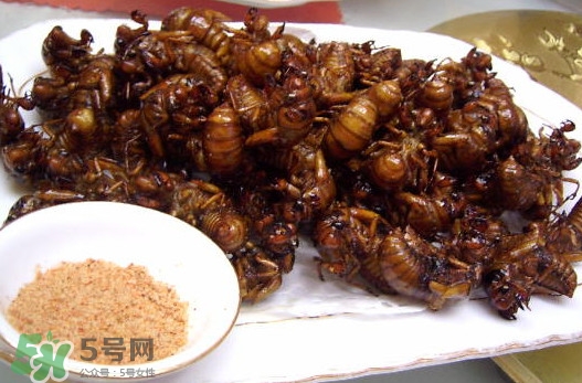 蟬蛹里面黑色的能吃嗎？蟬蛹是怎么形成的