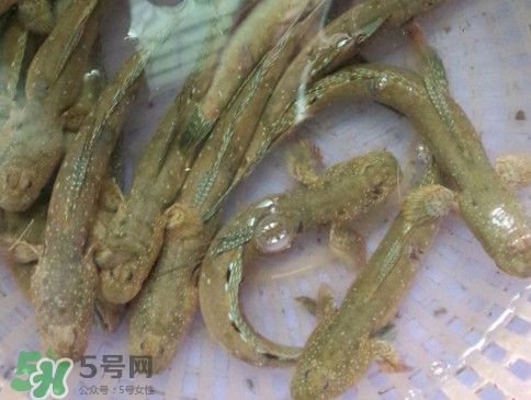 跳跳魚怎么做好吃？跳跳魚的最好吃做法