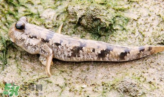 彈涂魚多少錢一斤？彈涂魚有毒嗎