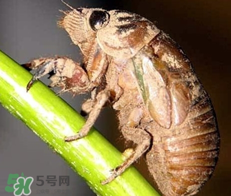 蟬蛹什么時(shí)候出來？蟬蛹什么時(shí)候最多