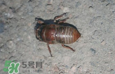 幼蟬猴怎么做好吃？幼蟬猴有什么營(yíng)養(yǎng)價(jià)值
