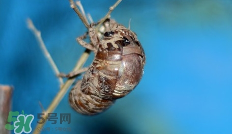 幼蟬猴怎么保存？幼蟬猴怎么清洗