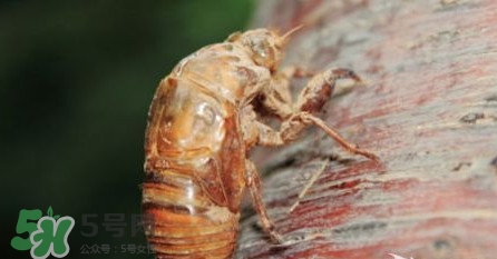 幼蟬猴孕婦可以吃嗎？孕婦吃幼蟬猴有什么好處