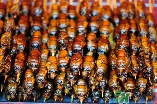 吃知了猴有什么好處？吃知了猴的好處與壞處