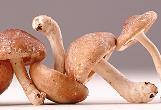 干香菇為什么比鮮香菇味道好？香菇為什么要曬干了再泡來吃