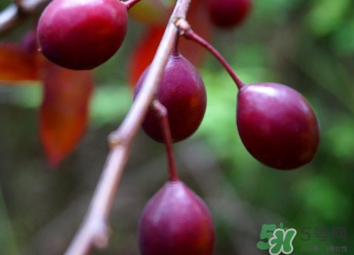 紫葉李果實(shí)有毒嗎？紫葉李果實(shí)能吃嗎
