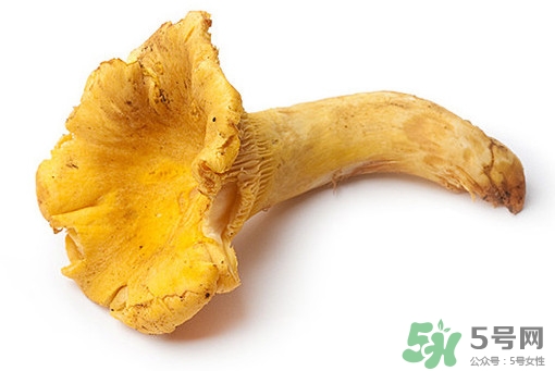 雞油菌多少錢(qián)一斤？雞油菌和雞樅菌有什么區(qū)別