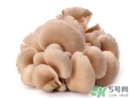 平菇怎么吃最有營養(yǎng)？平菇長白毛還能吃嗎