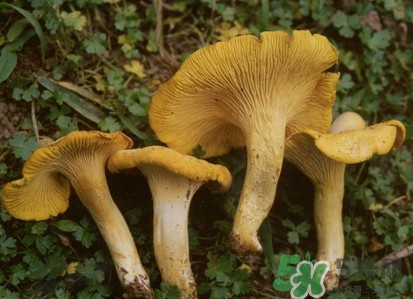 雞油菌多少錢(qián)一斤？雞油菌和雞樅菌有什么區(qū)別