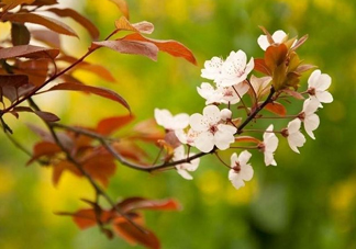 紫葉李什么時(shí)候開花？紫葉李什么時(shí)候成熟