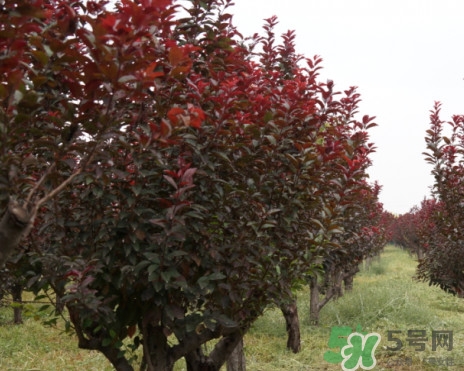 紫葉李什么時(shí)候開花？紫葉李什么時(shí)候成熟