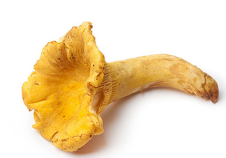 雞油菌多少錢一斤？雞油菌和雞樅菌有什么區(qū)別