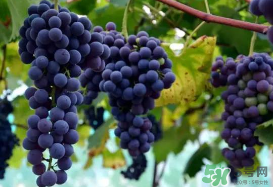 夏黑葡萄為什么掉色？夏黑葡萄怎么會染色？