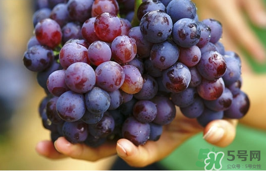 夏黑葡萄可以釀酒嗎？夏黑葡萄怎么自釀酒？