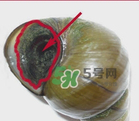 田螺里面都可以吃嗎？田螺不能和什么同食