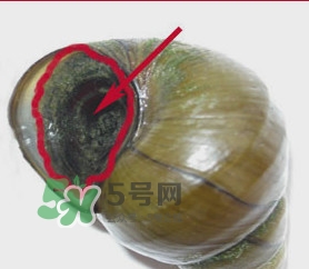 吃田螺有什么好處？田螺哪些部位不能吃