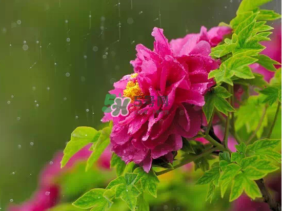 2017大暑會不會下雨？2017大暑下雨好嗎？