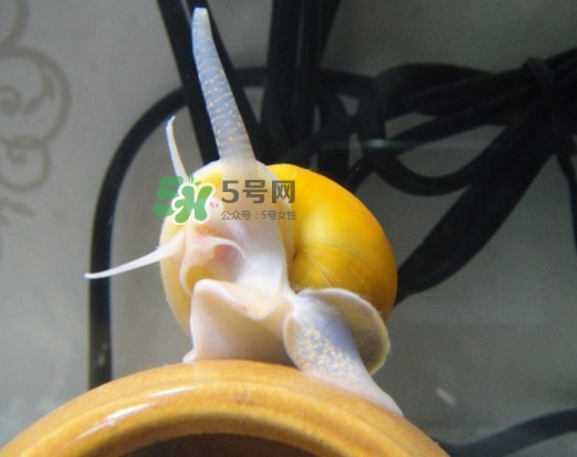福壽螺是什么樣的？福壽螺和田螺的區(qū)別